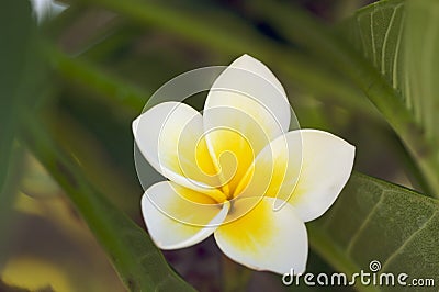 Yellow Plumeria Flowers Stock Photo