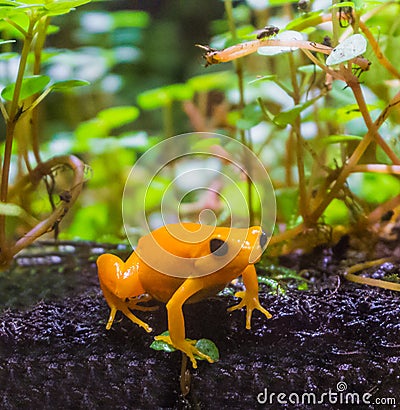 Yellow poison dart frog a dangerous small poisonous frog from america macro closeup Stock Photo