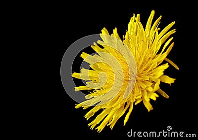 Yellow poisonous wildflower on black as sonchus arvensis Stock Photo