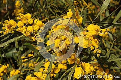 Yellow Pom Poms of the Sweet Thorn Tree Stock Photo