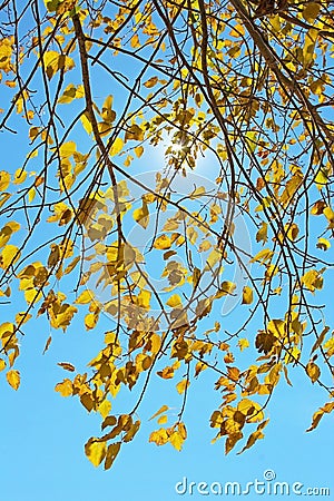 Yellow poplar tree in Jess Martin Park, Julian, California Stock Photo