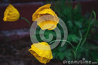Yellow poppies in the raindrops texture background. Stock Photo