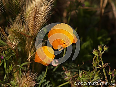 Yellow poppy Stock Photo