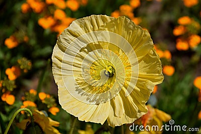 Yellow poppy close-up, Arctomecon merriamii springflower Stock Photo