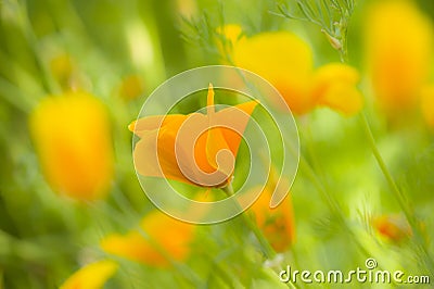 Yellow poppy flowers Stock Photo