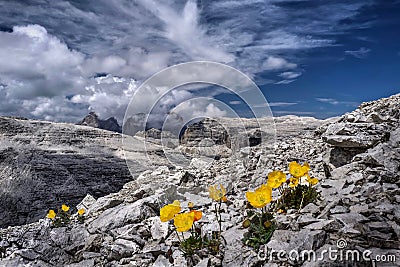 Yellow Poppy flowers on rocks with the view of Sassolungo in Dolomites in distance. Stock Photo