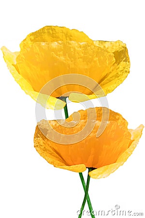 Yellow poppy on white Stock Photo