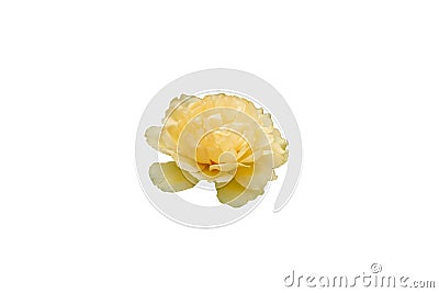 Yellow portulaca flower detail view isolate on white background. Stock Photo