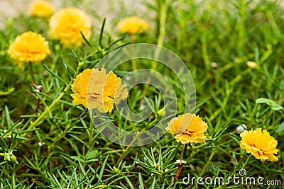 Yellow portulaca flower Stock Photo