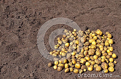 Yellow potatoes, dug up during the harvest by a farmer, are lying on the ground Stock Photo