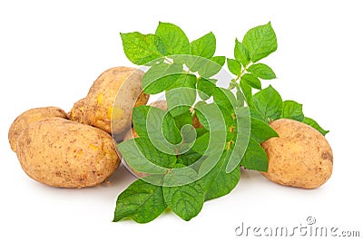 Yellow potatoes with leaves Stock Photo