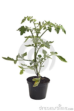 Yellow potted vegetable plant grafted tomato Stock Photo