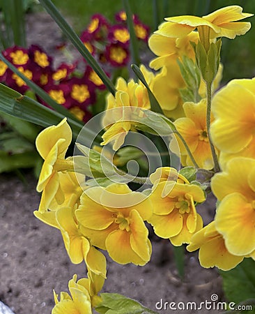 the yellow primrose bloomed in the city flower bed in spring Stock Photo