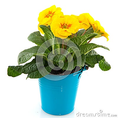 Yellow Primula in blue bucket Stock Photo