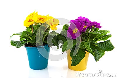 Yellow Primula in blue bucket Stock Photo
