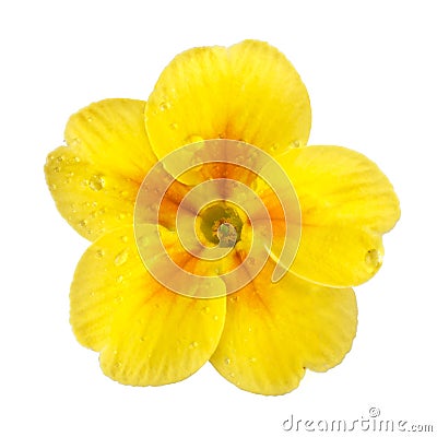 Yellow Primula with dew drops Stock Photo