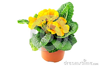 Yellow primula flower in flowerpot on white isolated background Stock Photo