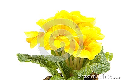 Yellow Primula flower Stock Photo