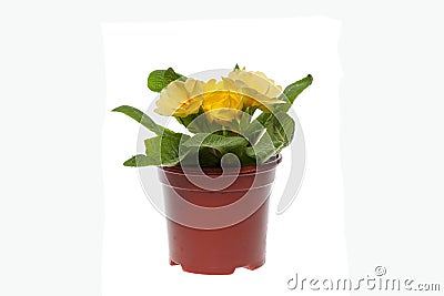 Yellow primula in flowerpot Stock Photo