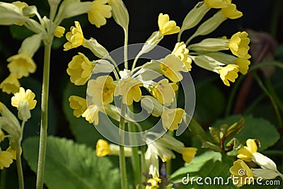 Yellow Primula Veris Flowers Stock Photo