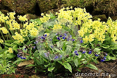 Yellow Primula Vulgaris and blue Lungwort Stock Photo