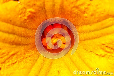 Yellow pumpkin flower Stock Photo