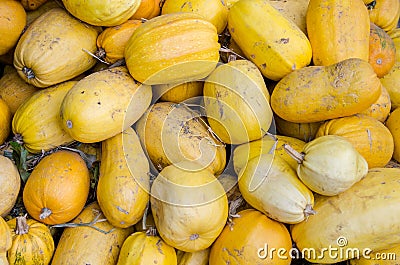 Yellow pumpkins Stock Photo