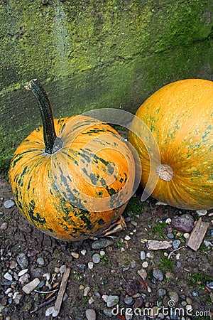 Yellow pumpkins Stock Photo