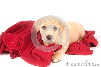 Yellow puppy and red blanket Stock Photo
