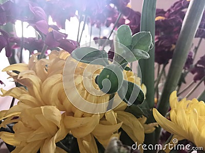 Yellow and purple flowers blooming Stock Photo