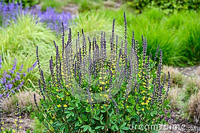 Yellow and purple flowers of a False Indigo plant blooming in a fresh spring garden Stock Photo