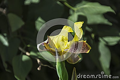 Yellow-purple iris flower and bud of non-blooming flower Stock Photo