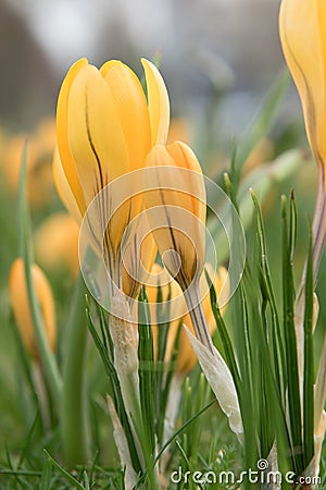 Crocus chrysanthus Dorothy, yellow, purple veined crocuses flowering Stock Photo