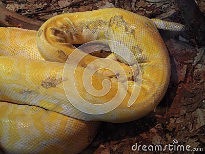 Yellow Python digesting Stock Photo