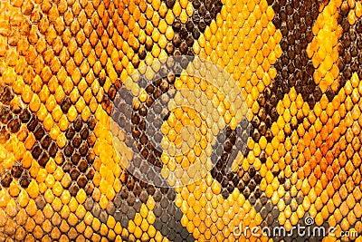 Yellow python leather, skin texture for background. Stock Photo