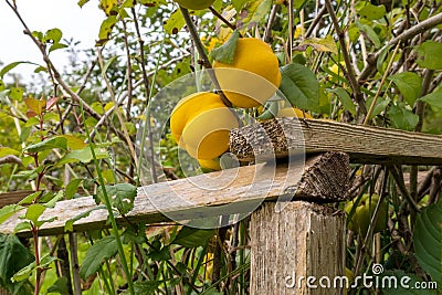 Yellow quinces in a green bush and brown branches Stock Photo