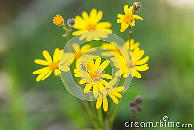 Yellow Ragwort Flower Smoky Mountains Tennessee Stock Photo