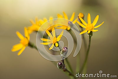 Yellow Ragwort Wildflower Smoky Mountains Tennessee Stock Photo