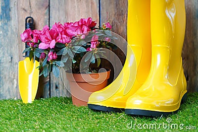 Yellow rain boots, little garden shovel and blossom azalea flower Stock Photo