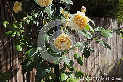 Yellow rambling rose climbing up a garden arbour arch frame. Stock Photo