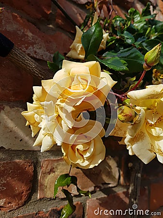 Yellow rambling rose Emily Gray variety Stock Photo