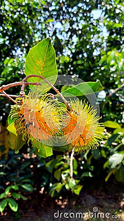 a sweet yellow rambutan fruits Stock Photo