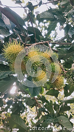 Yellow rambutan fruits Stock Photo