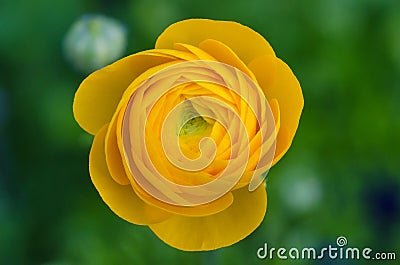 Yellow Ranunculus Stock Photo