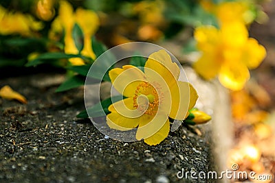 Yellow Ranunculus flower, buttercup, spearwort, water crowfoot laying on a pavement border, Stock Photo