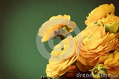 Yellow ranunculus flowers Stock Photo