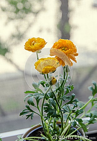 Yellow Ranunculus flowers at window, Ranunculaceae family Stock Photo