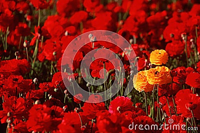 Yellow Ranunculus standing out in red flower field Stock Photo