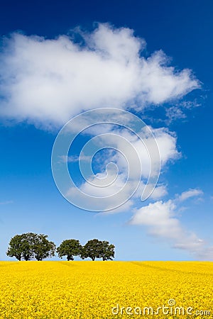 Yellow field Stock Photo