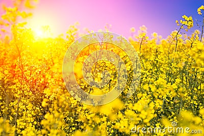 Yellow field with blue sky Stock Photo